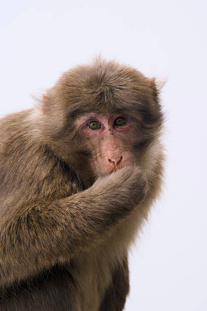 This captivating close-up portrait features a rhesus macaque monkey gazing directly at the camera with a contemplative expression, its paw gently touching its face against a clean white studio background. The detailed fur texture, expressive eyes, and natural pose highlight the primate's intelligent curiosity, making it ideal for wildlife illustrations, educational content, conservation campaigns, or whimsical designs in advertising, books, or digital media projects.