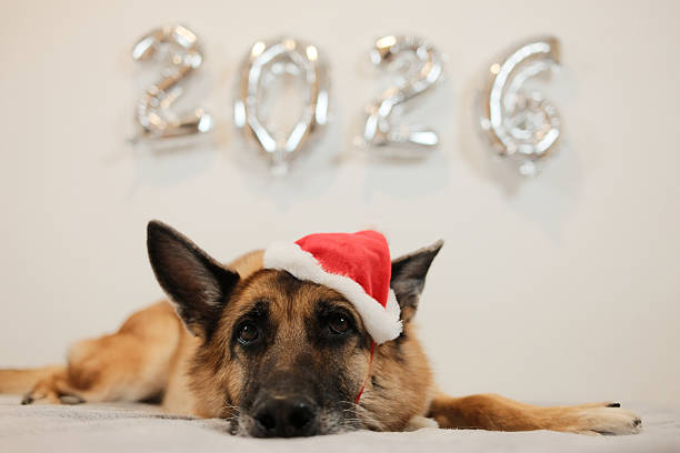 A German Shepherd wearing red Santa hat rests on a soft surface with silver 2026 balloons creating a warm festive New Year scene ideal for seasonal greeting and holiday marketing concepts