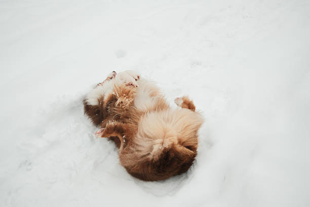 Australian Shepherd lying on its back in fresh snow, enjoying winter play outdoors. Playful dog behavior, cold season fun, cozy animal moment, minimal snowy background
