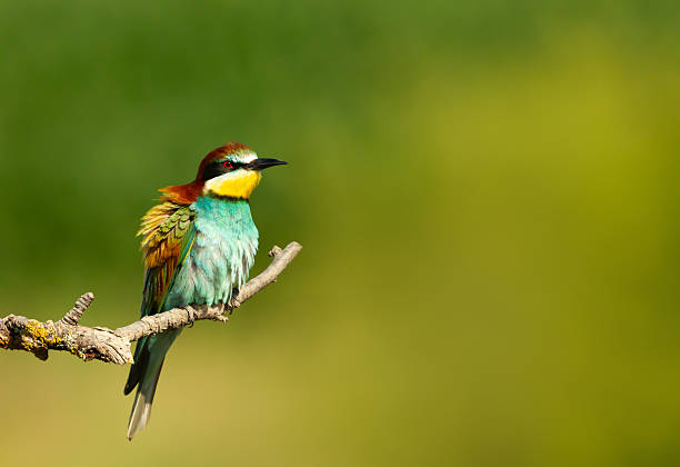 A vibrant European bee-eater (Merops apiaster) perched on a tree branch in summer, showcasing its striking plumage in natural habitat, Bulgaria.