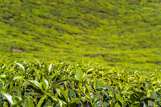 istock Lush tea leaves with blurred plantation, Munnar 2255401121