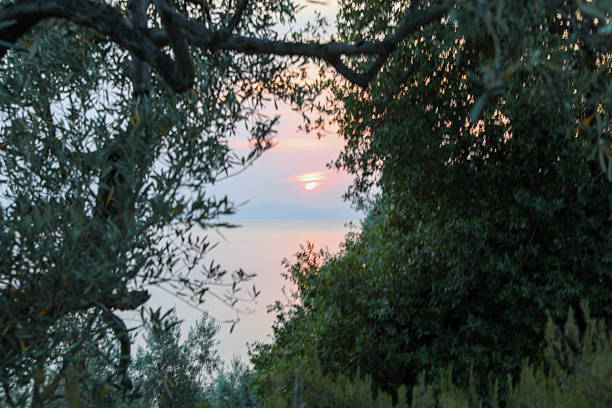 Soft Sunset Light Seen Through Olive Tree Branches Over Calm Sea And Distant Horizon, Creating Peaceful Natural Scene With Warm Evening Colors, Mediterranean Landscape, And Serene Atmosphere Of Tranquility And Reflection.