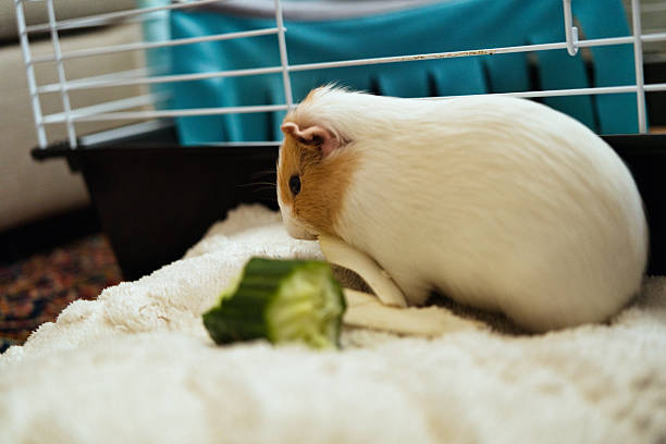 Female guinea pig eating cucumber out of its cage, laying on a white pillow