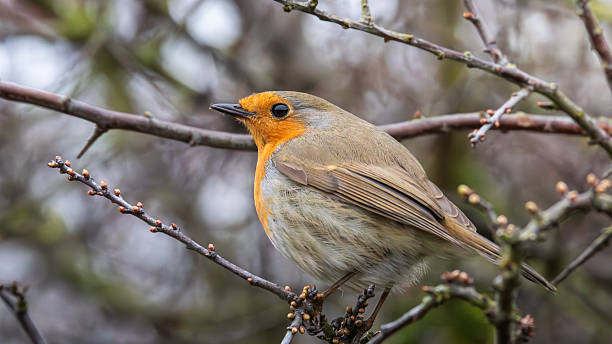 istock Robins perched at Hauxley Nature Reserve, Northumberland, UK 2255403351