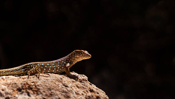Aruba whiptail lizard, also known as cododo, looking watchful on a sunlit rock