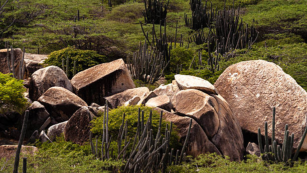 Aruban casibari rock formations featuring large boulders and desert cacti against green natural shrubland