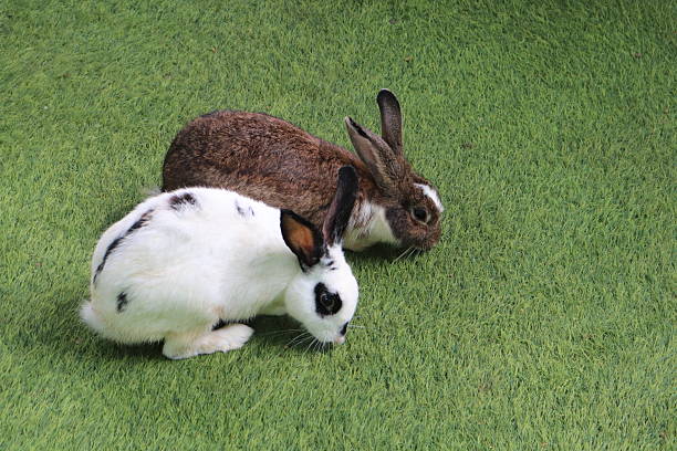 Two Rabbits On Green Grass Outdoors: White And Brown Pair Sniffing Ground