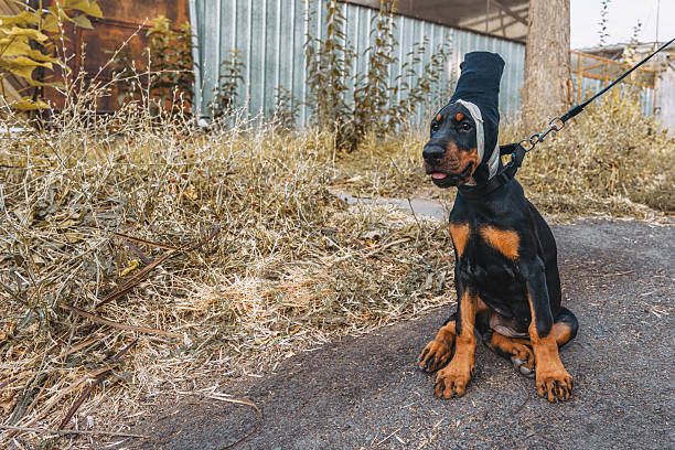A Doberman Pincher at the park on the grass.