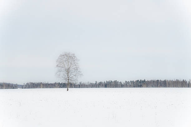Solitary bare tree standing in vast snow-covered field under pale winter sky, minimalist rural landscape conveying silence, isolation and calm northern mood.