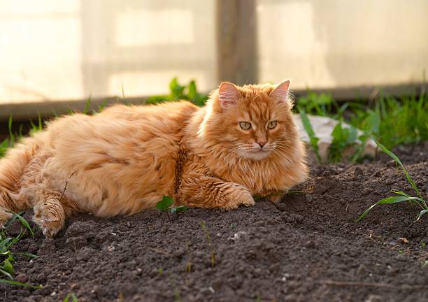 Ginger cat lying on the ground outdoor
