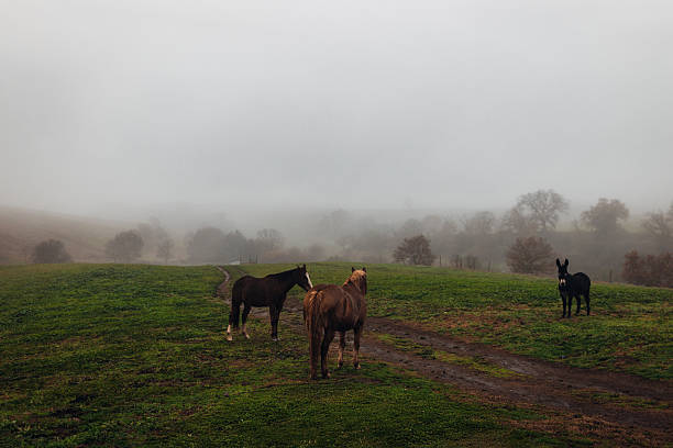 Horses is walking at the morning