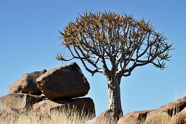 Landscape with quiver trees (Aloe dichotoma), South Namibia, Africa