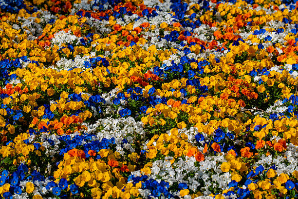 Spring flowers spread across the garden bed. Spring colorful petals create visual harmony. Spring flower field looks fresh and vibrant. Spring nature scene highlights seasonal growth