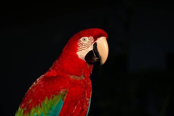 Birdwatch safari: natural pattern of red, green, Blue and Yellow Parrot macaw feather wing background – Pantanal wetlands and amazon rainforest, Brazil