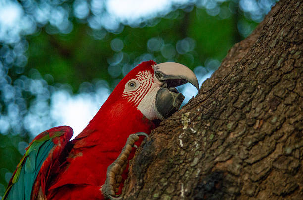 istock Red macaws in their natural tropical forest habitat 2255409121