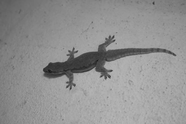 A small gecko clings to a textured wall in a minimalist black-and-white scene, highlighting its delicate toes, sleek body, and quiet nighttime presence.