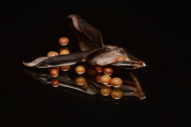 The interplay of curved forms, warm earthy tones, and mirror-like reflections creates a dynamic yet balanced composition that highlights the quiet drama of natural dispersal.