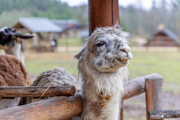 istock Profile Portrait of a Fluffy White and Grey Alpaca 2255411095