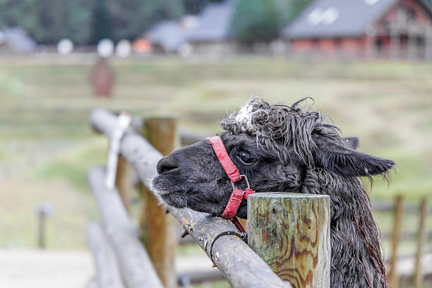 Close up profile of a black alpaca with a red halter leaning on a wooden fence. Petting zoo animal with soft wool at a countryside farm during winter.