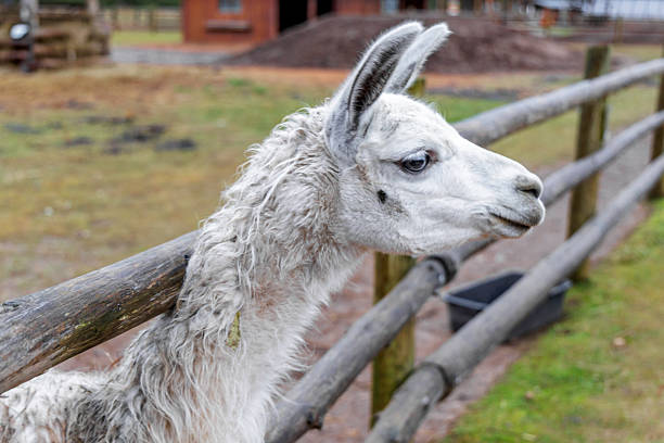 Profile view of a white alpaca leaning its neck over a rustic wooden fence at an eco farm. Soft wool and curious expression during a winter day outdoors.