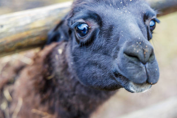 Extreme close up of a black alpaca face focusing on its large dark eyes and soft muzzle. Gentle animal interaction at a petting zoo or rural eco farm.