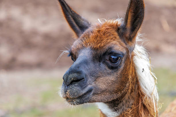 High quality close up of a brown llama face showing textures of its dark muzzle and soft fur. Farm animal portrait taken during a winter day at an eco farm.