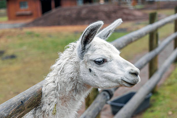 Close up portrait of a white alpaca looking over a timber fence. Peaceful animal interaction at a countryside petting zoo or agricultural tourist site.