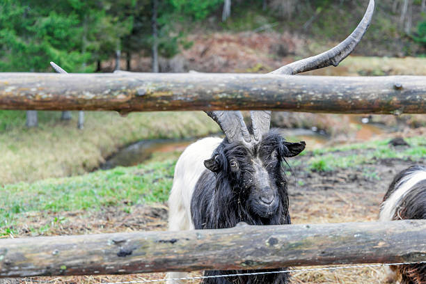 Portrait of a unique black and white goat with large spiral horns standing behind a wooden fence. Traditional livestock at an eco farm in a rural landscape.