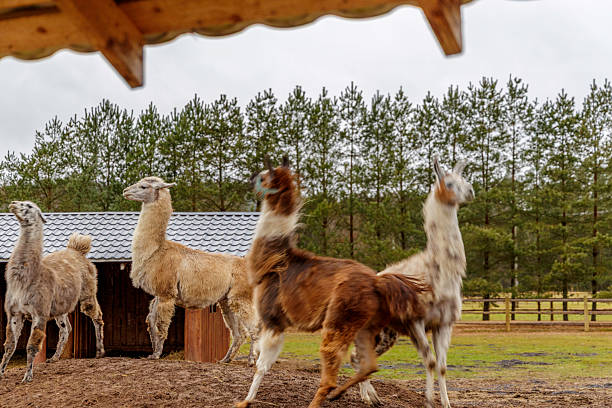 Multiple llamas of different colors standing on a mound at an outdoor enclosure. Scenic farm landscape with wooden architecture and pine forest background.