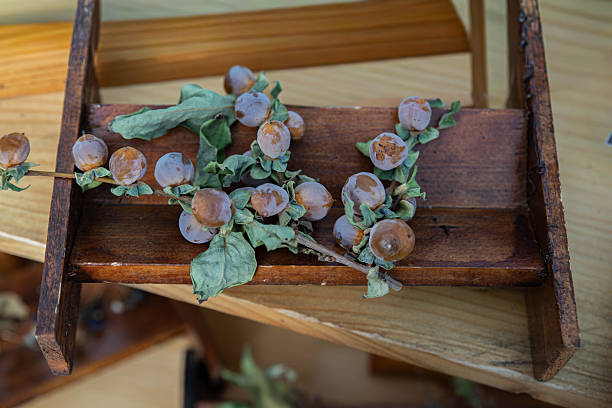A wooden box containing a branch of Calotropis (Calotropis procera) with dried leaves and fruit.