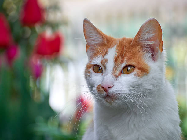 White and red cat sitting on a concrete path in the garden.