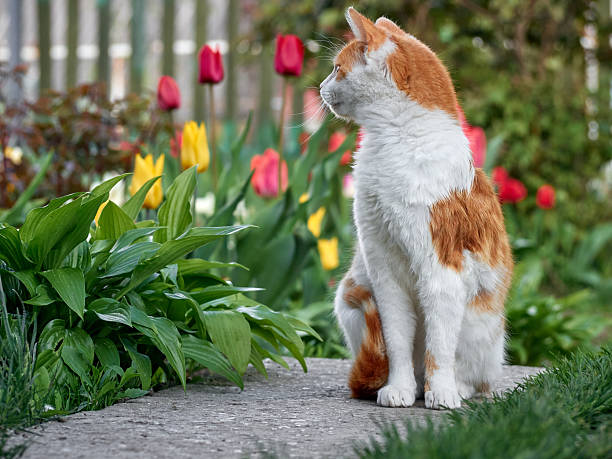 White and red cat sitting on a concrete path in the garden.