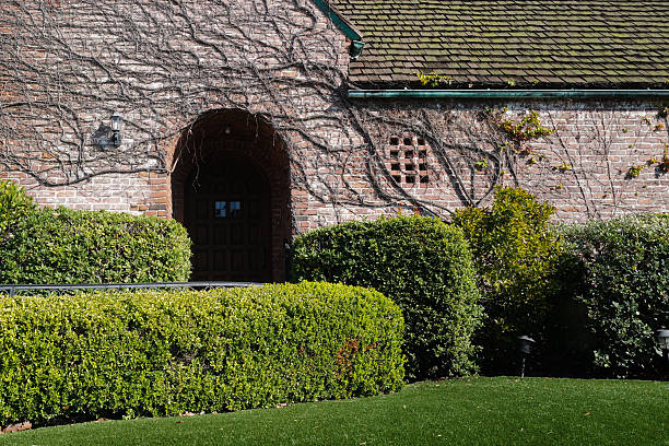 Brick wall with green plants. Brick facade with natural ivy growth. Brick building with architectural texture. Brick exterior with classic urban style
