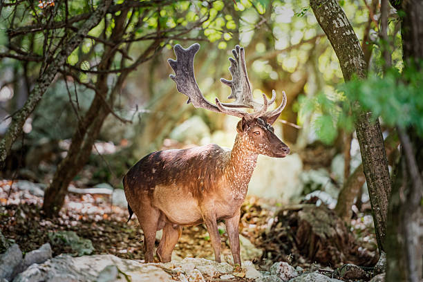 Sunlight Breaking Through Forest Trees Behind a Wild Roe Deer Standing on a Rock