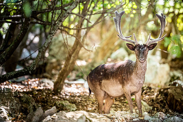 Sunlight Breaking Through Forest Trees Behind a Wild Roe Deer Standing on a Rock