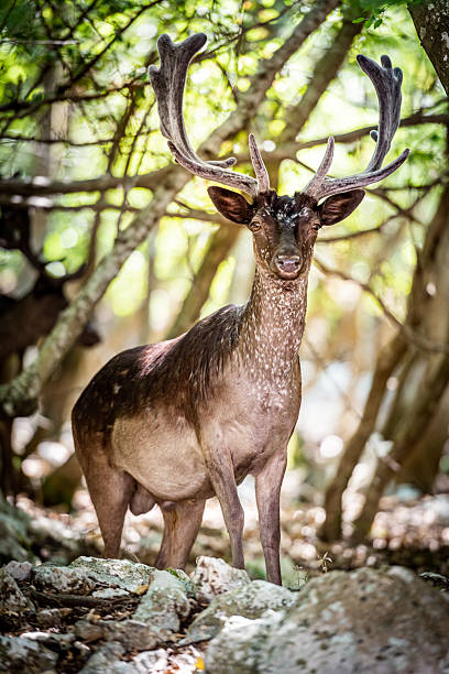Sunlight Breaking Through Forest Trees Behind a Wild Roe Deer Standing on a Rock