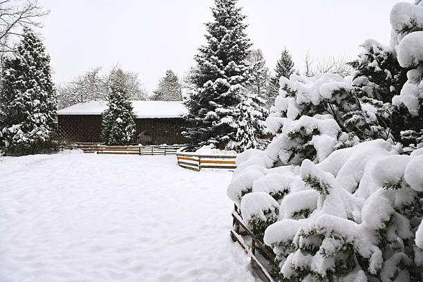 Winter in the garden