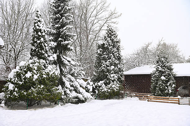 Winter in the garden