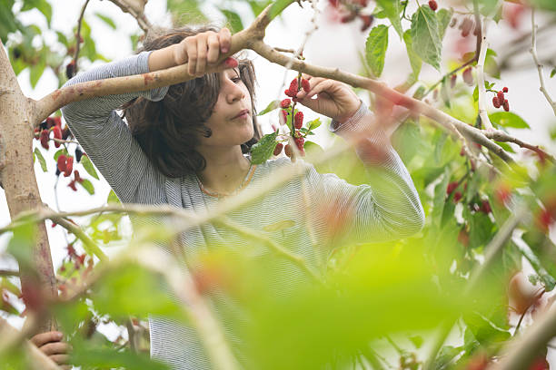 Photo of 10 years old schoolboy on top of mulberry tree while picking and eating red mulberry fruit. He is wearing a gray long sleeve t-shirt. Shot under daylight with a full frame mirrorless camera and a telephoto lens for shallow depth of fields.