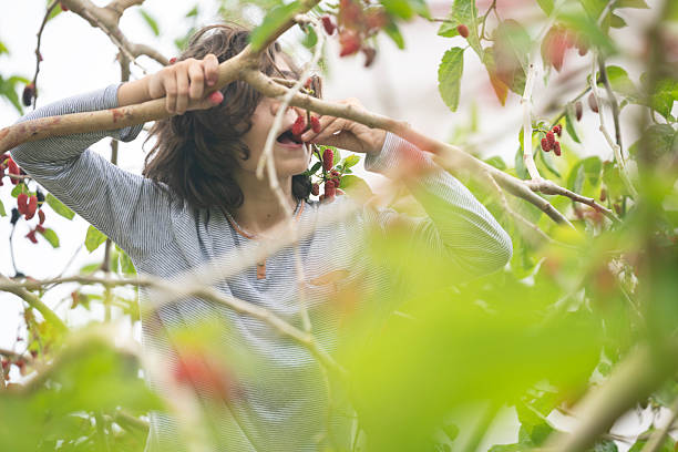 Photo of 10 years old schoolboy on top of mulberry tree while picking and eating red mulberry fruit. He is wearing a gray long sleeve t-shirt. Shot under daylight with a full frame mirrorless camera and a telephoto lens for shallow depth of fields.