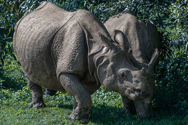 In Kaziranga, India, two greater one-horned rhinoceroses stand close together in a grassy clearing surrounded by lush vegetation. Their thick, folded skin and solitary horns highlight the majestic presence of this endangered species in its natural habitat.
