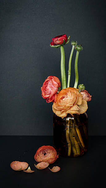 A bouquet of ranunculus flowers in warm shades of red, peach, and orange stands in a dark glass jar against a gray background. The layered petals glow with soft texture, while long green stems stretch into the water. A few fallen petals and a detached bloom rest on the surface below, adding a quiet sense of transience and emotional depth. The composition evokes the elegance of Dutch still life painting and explores themes of trust, fragility, and the beauty of impermanence.