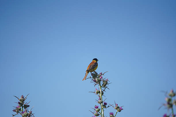 Photo of European bee-eater bird on blue sky. No people are seen in frame. Shot under daylight.