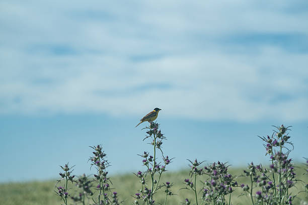 View of a jay sitting on a fence post in front of a green meadow