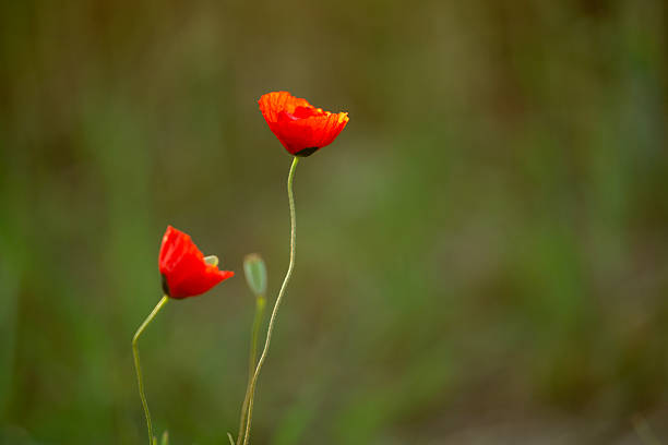Wild Flowers and Poppy at Wild Meadow in Full Bloom at Summer Time.