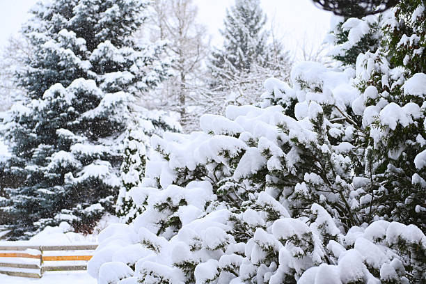 Winter in the garden