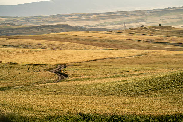 Photo of dry yellow cultivated cereal fields in rural scene. No people are seen in frame. Shot under daylight.