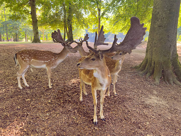 Group of fallow deer stags with velvet antlers standing in forest park in summer
