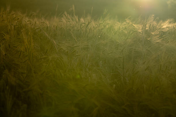 wheat field golden hour sunset