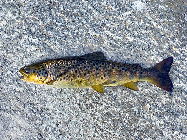 Norway alive wild brown trout catch on granite rock after river fishing, freshwater Salmo trutta